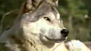 John Denver&#39;s &quot;Yellowstone&quot; - his last song.