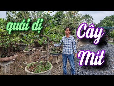 SH.6459. Cây Mít thân cực kỳ quái giá cũng hợp lý đây các bác. Đth liên hệ 03.999.03.128.
