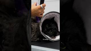 Professional Deshedding Brushes: Undercoat Rakes Compared