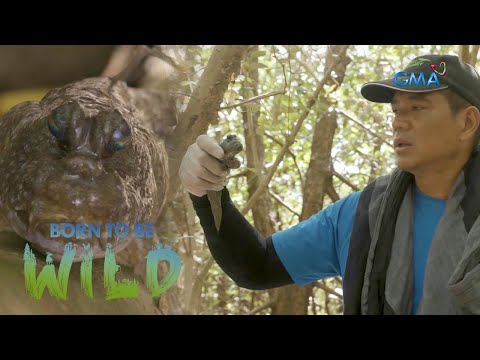 Mudskipper- the fish that can live both on land and in water | Born to be Wild