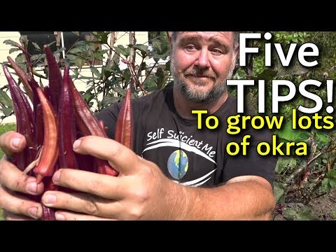 , title : '5 Tips How to Grow a Ton of Okra in a Raised Garden Bed'