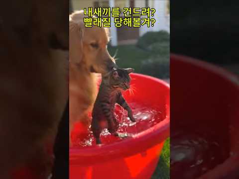 감히 내새끼를 건드려? 빨래질 당해볼래?