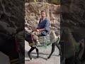 Donkey Caravan