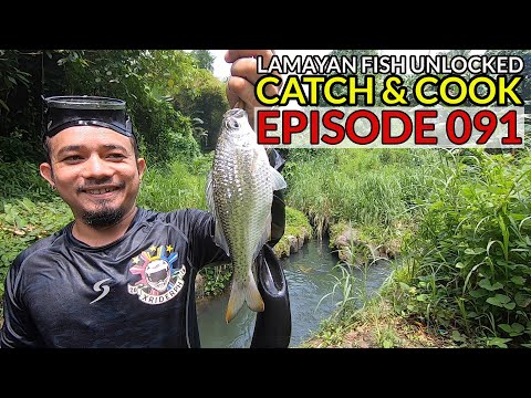 LAMAYAN FISH UNLOCKED (Silver / Shining Underwater) Catch & Cook | San Pablo City, Laguna