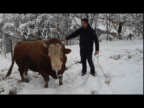 “Ovaj Čovjek je Sve Dao za Bikove – Pogledaj Zašto!”