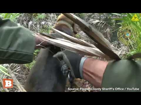 Watch Holmes the K-9 Do His Magic, Finds Subject in Mental Health Crisis