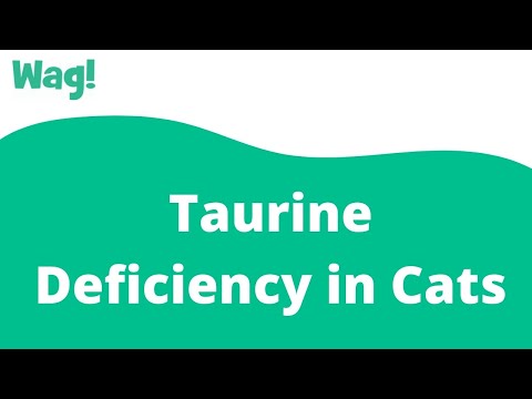 Taurine Deficiency in Cats | Wag!
