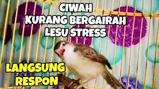 Download lagu Suara panggilan prenjak klik betina ampuh buat pancingan ciblek sawah stres macet bunyi mp3 Download lagu Suara panggilan prenjak klik betina ampuh buat pancingan ciblek sawah stres macet bunyi mp3