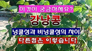 [텃밭농부 2,090]  이것이 궁금하세요? 넝쿨성과 비넝쿨성 강낭콩의 차이점 분석! #강낭콩재배
