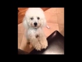 Tara Strong VINES Top 30 Funny And Sexy