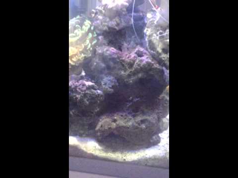 New salt tropical fish tank 2014 update