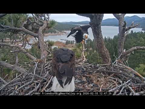 2-10-2026 Feathers Fly Before Lunch…