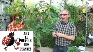 Conseil jardinage: Pachira aquatica: Entretien et arrosage:  plante verte d'intérieur
