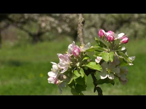 Comun Sirețel, jud. Iași - G.A.L. ”Microregiunea Belcești -Focuri” #qr4all