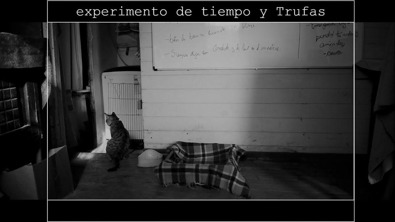 experimento de tiempo y Trufas, 2022.