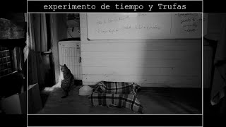 experimento de tiempo y Trufas, 2022.