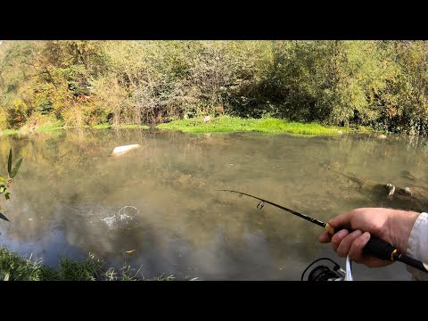 [pescuit la clean] Fishing for chub with spinners but caught some duck eggs in my net