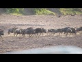 Blue Wildebeest Running