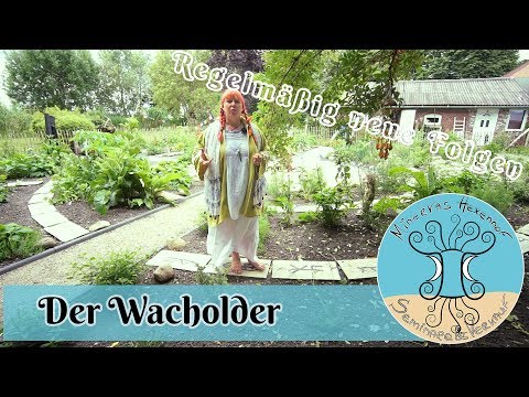 Der Schamanengarten: Der Wacholder