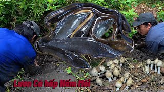 Bắt LƯƠN hấp Nấm Mối  Lai Rai  | Gấc Quê