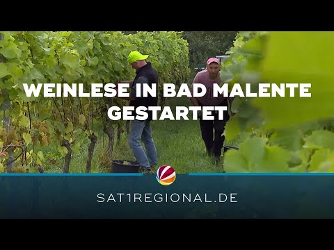 Weinanbau: Handlese in Malente gestartet