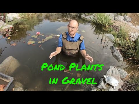 Pond Plants - Can & Will my plants grow in gravel?