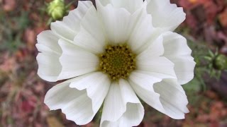 Onica Roberta Ploertzky Plays the Aria from Bach's Goldberg Variations