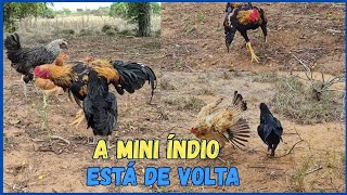 LEVEI A GARNIZÉ MESTIÇA COM ÍNDIO PARA ROÇA 