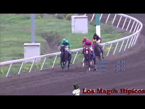 Shadwell Arabians (Carrera de Caballos Arabes) - 04-10-2015 - CHS