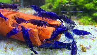 Neocaridina Davidi var. Blue Sapphire