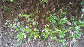 ★このハチの巣、発見できるヤツなんて居るの？？