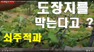 [사과재배] 도장지를 막는다고 ? 초기가 중요하다.소주적과.유인.관수