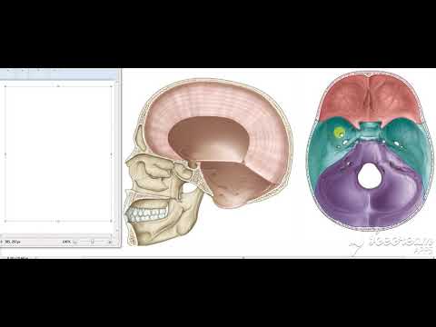 Dura matter blood supply