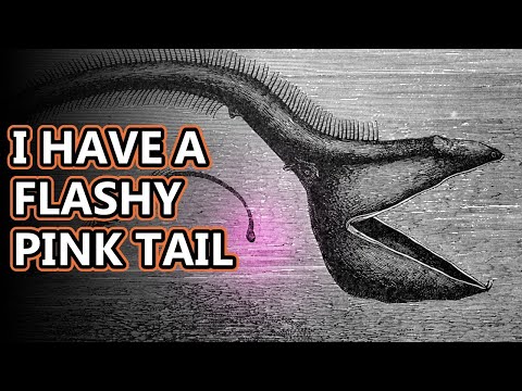 Pelican Eel facts: The Gulper Eel | Animal Fact Files