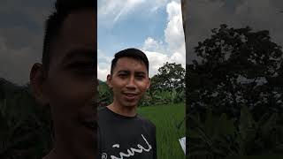 Download lagu Traditional bird repellent tool #shorts #fpy mp3 Download lagu Traditional bird repellent tool #shorts #fpy mp3
