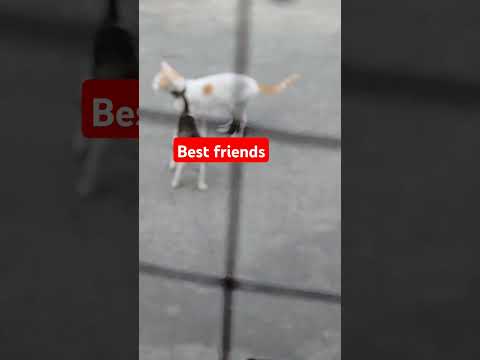 Morning routine of Ranya with his friend Palos