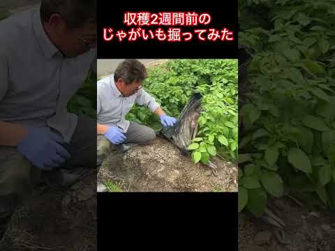 ジャガイモを収穫する時期 パレットを作る 四角い箱を買う