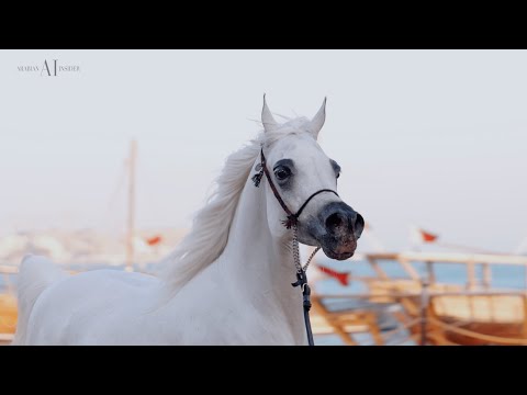 ZAWAHER FILA - Senior Mare Contender, KIAHF 2023 Peninsula Show