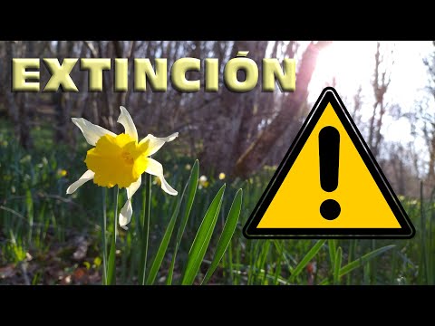 🌱The DARCISSUS. An endangered flower (Narcissus pseudonarcissus). Biology, uses and conservation.