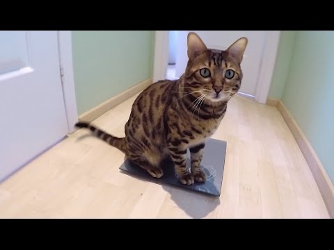 Easy way how to weigh a cat
