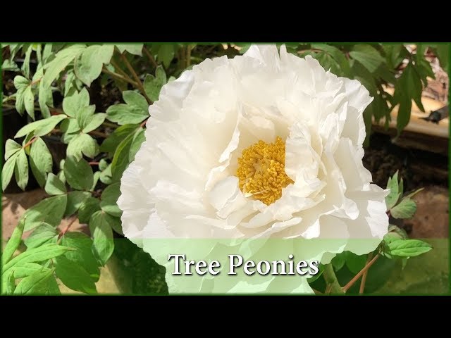 Video Pronunciation of peonies in English