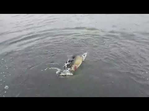 Varalicarenje stuke ~ prelepa stuka na Vlasinskom jezeru