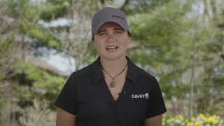 What Are Early Warning Signs Of Tree Infestation?