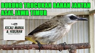 Download lagu Burung Trucukan Bahan Asal Jawa Timur mp3 Download lagu Burung Trucukan Bahan Asal Jawa Timur mp3