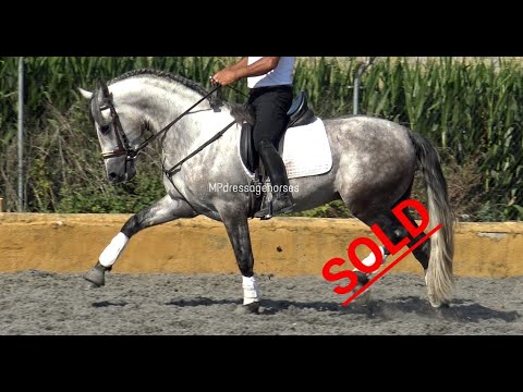 *SOLD* Sport Andalusian PRE Stallion 2017 - 1.62 m | #MP267