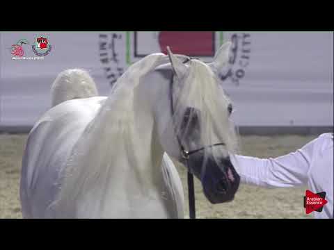 N 607 A T BAHI   UAE Nationals 2019