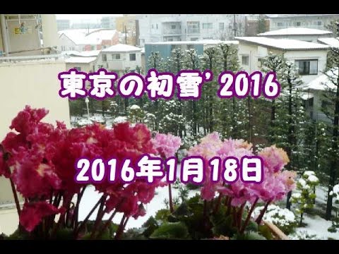 東京の初雪'2016