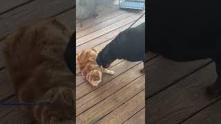 Video preview image #1 Rottweiler Puppy For Sale in Hillsboro, NH, USA