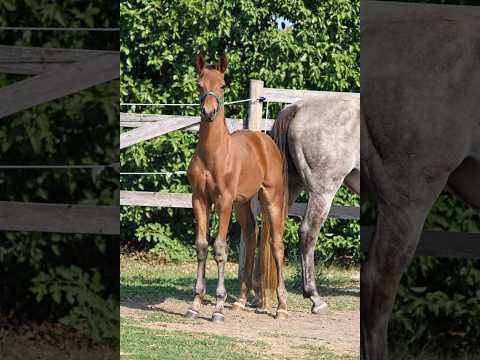 Jet Set C Z (JERICHO DE HUS x VIVALDI DU SEIGNEUR) - Video 2 video thumbnail