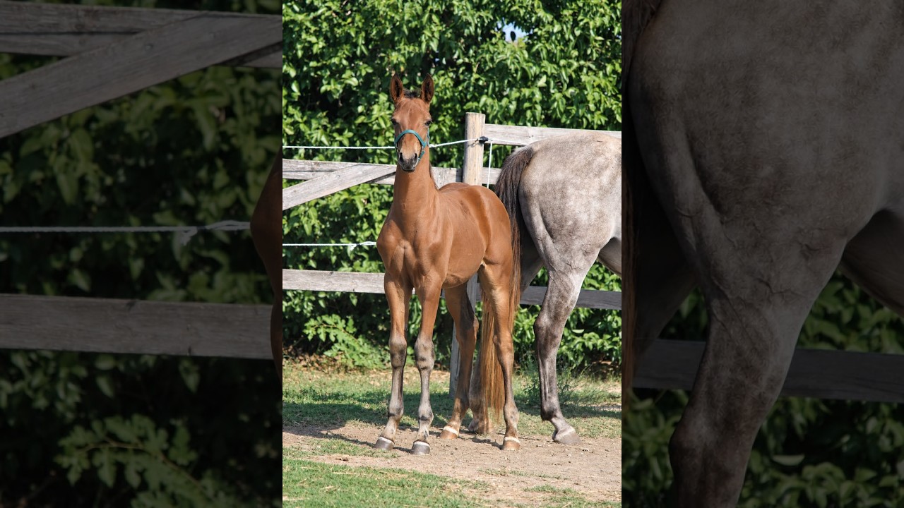 Jet Set C Z (JERICHO DE HUS x VIVALDI DU SEIGNEUR) video 1